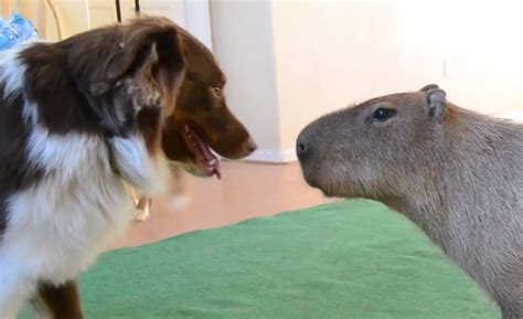 Capybara Pet