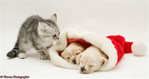 Cute Kittens and Puppies Wallpaper - WallpaperSafari