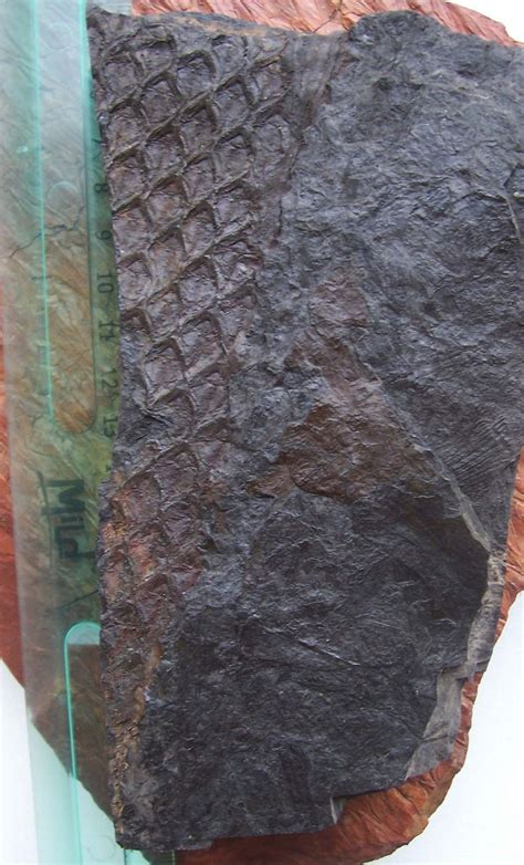 Lepidodendron bark - Members Gallery - The Fossil Forum