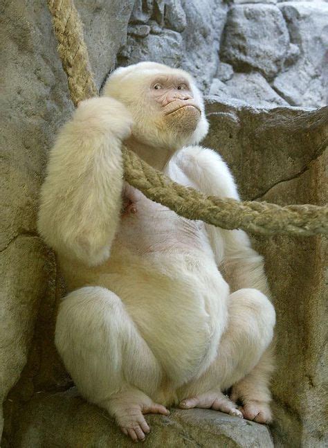 SNOWFLAKE the albino gorilla lived at Barcelona Zoo after being ...