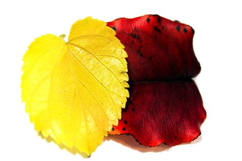 Red And Yellow Leaves Free Stock Photo - Public Domain Pictures