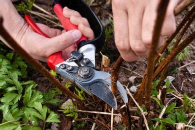 Pruning Raspberries » All the Top Tips