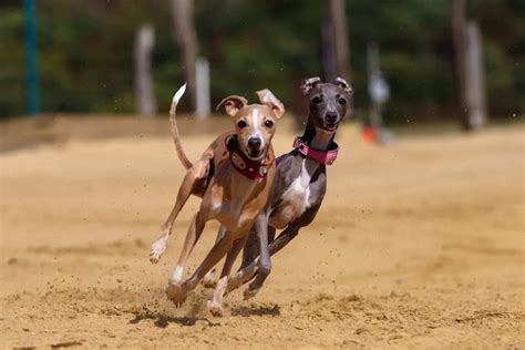 Whippet vs Greyhound vs Italian Greyhound - A Speedy Comparison | Dog breeds, Grey hound dog ...