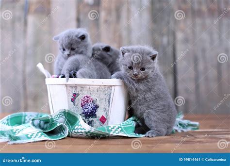 Kittens in a basket stock image. Image of meow, furry - 99814461