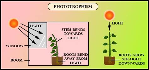 Positive phototropism is due to elongation of cells:(a) More on the illuminated side and less on ...