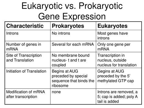 PPT - Genes and How they Work PowerPoint Presentation, free download ...