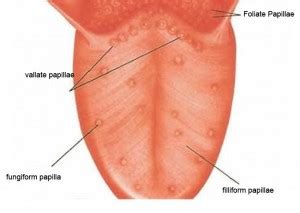 👉 Inflamed Taste Bud - Pictures, Causes, Treatment, Remedies