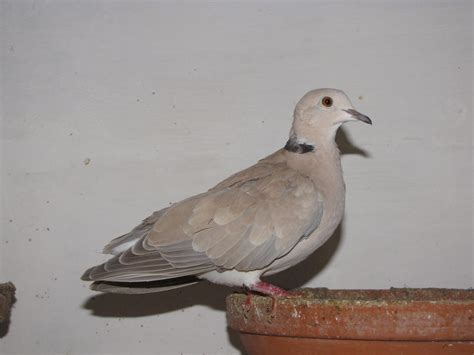 Barbary dove domestic variety2 by Faunamelitensis on DeviantArt