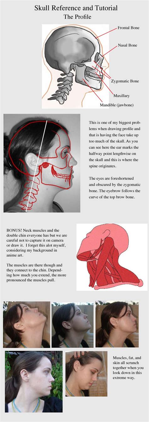 36 best images about Neck Anatomy on Pinterest | Head and neck, Best ...