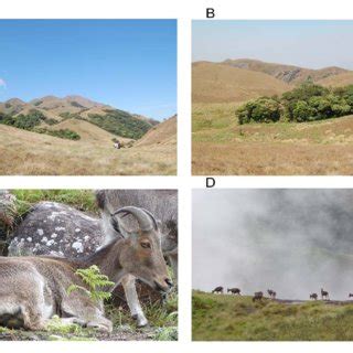 Habitat of flightless local endemic dung beetle species, Oc.... | Download Scientific Diagram