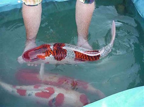 koi fish prices : Biological Science Picture Directory – Pulpbits.net