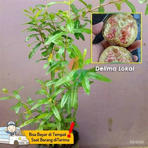 Jual Bibit Delima Putih Cepat Berbuah | Agro Bibit ID