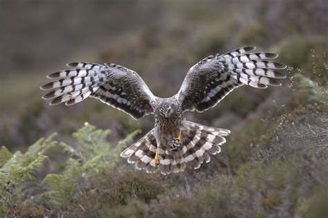 Wild Scotland wildlife and adventure tourism | Birds | Birds of Prey | Hen harrier