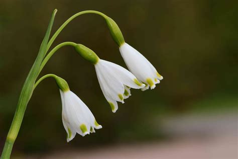 Snowdrops (Galanthus nivalis)