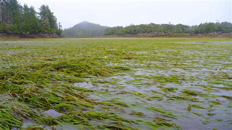 Eelgrass • Zostera marina - Biodiversity of the Central Coast