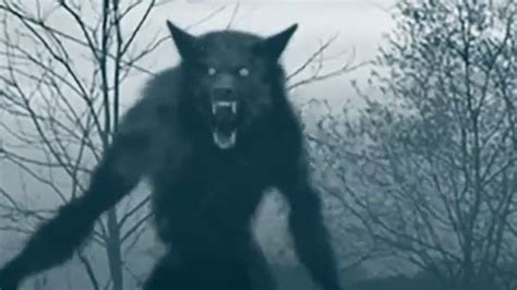 Werewolf Sighting Real Werewolf Werewolf Werewolf Facts | Images and Photos finder