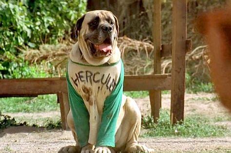 The 30 Best Dogs From TV and Movies | The sandlot, Sandlot costume, Baseball birthday