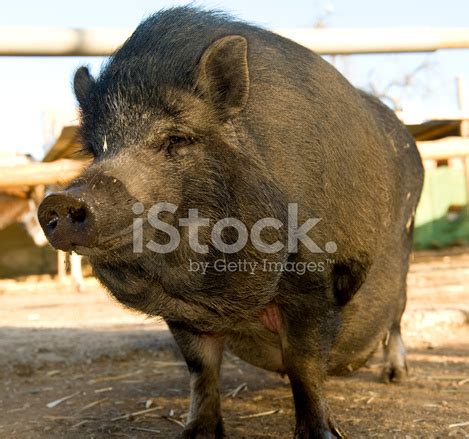 Pot Belly Pig Stock Photo | Royalty-Free | FreeImages