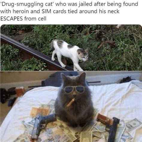 Gangsta Cat - Meme Guy