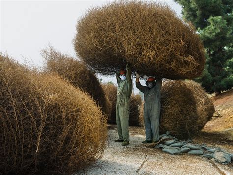 Getting Ready for the decorate the tumbleweed like a Christmas tree Contest? National Geographic ...