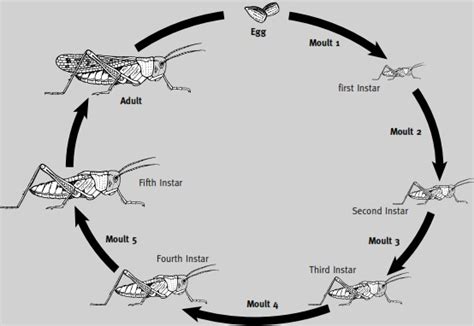 Resume of Science 4 | Pusat Belajar Mengajar