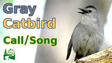 Cat Bird Catbird Call - Cat Meme Stock Pictures and Photos