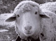 Jumping Sheep GIFs | Tenor