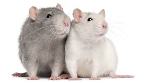 Learn About Rats by Sentinel Pest Control | We Can Help With Rat Control