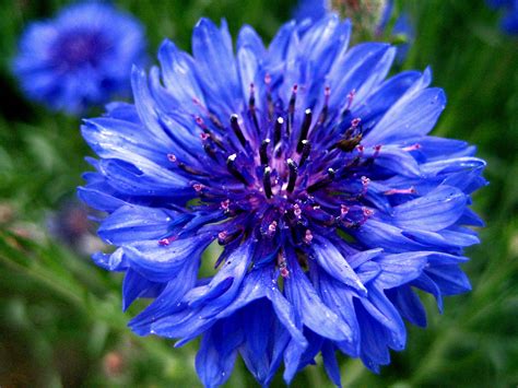 پرونده:Bachelor's button, Basket flower, Boutonniere flower, Cornflower ...