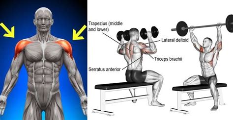 Dumbbell VS Barbell Shoulder Press - Proper Technique & Benefits | Fun workouts, Leg workouts ...