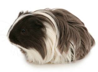 Silkie Guinea Pig- Breed Profile