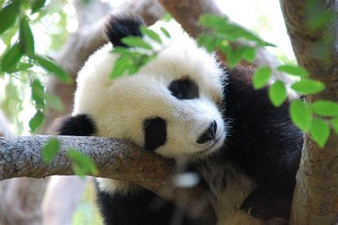 2694 - San Diego Zoo - Sleeping baby panda | Panda, Baby panda, Panda love