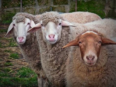 RIMG3466 curious sheep by MERCEDESS - VIEWBUG.com