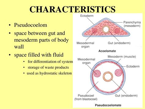 PPT - PSEUDOCOELOMATE PHYLA PowerPoint Presentation, free download - ID:1035317