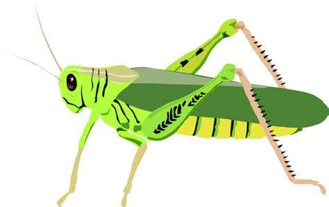 Cute cricket insect clipart – Clipartix