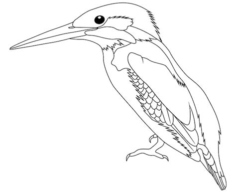 Premium Vector | A black and white drawing of a kingfisher.