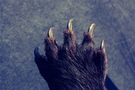 Black Bear Paw with Sharp Claws Stock Image - Image of mammal, wildlife: 128634123