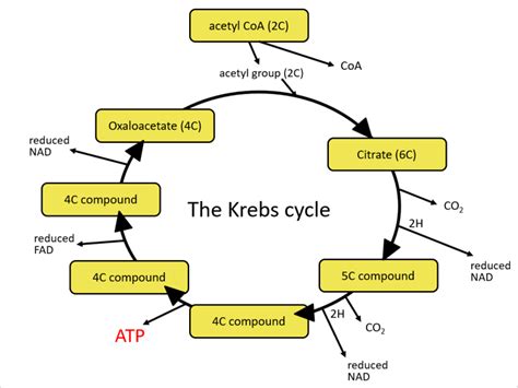 Link reaction & Krebs cycle (Edexcel A-level Biology) | Teaching Resources