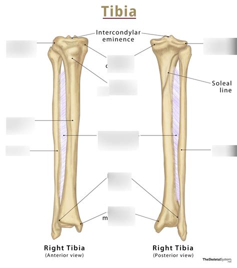 Tibula + Fibula anatomy Diagram | Quizlet