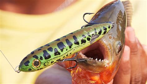 10 Best Topwater Lures In 2023 | Reviewed by Fishing Enthusiasts - Globo Surf