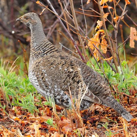 Dusky Grouse (F) - She Flew Birding Tours