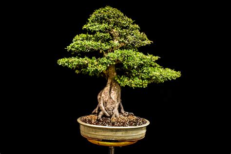 Chinese Elm- *Wigert's Specimen Tree* - Wigert's Bonsai