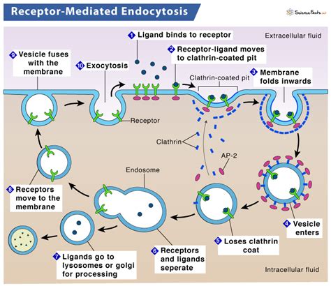 Receptor Mediated Endocytosis Definition Steps With Examples | Science ...