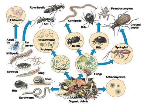 food_chain_decomposers | Food web, Ecosystems, Soil