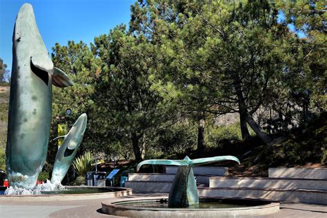 Gray Whale Sculptures at Birch Aquarium in La Jolla, California - Encircle Photos