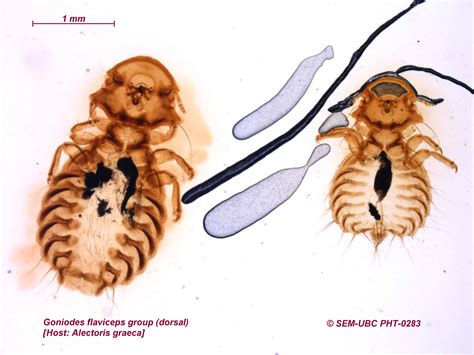 Phasianidae