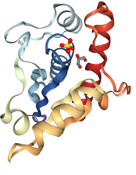 Acid Phosphatase/ACP1 Protein Overview | Sino Biological