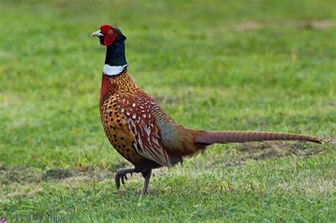 Common pheasant | New Zealand Birds Online