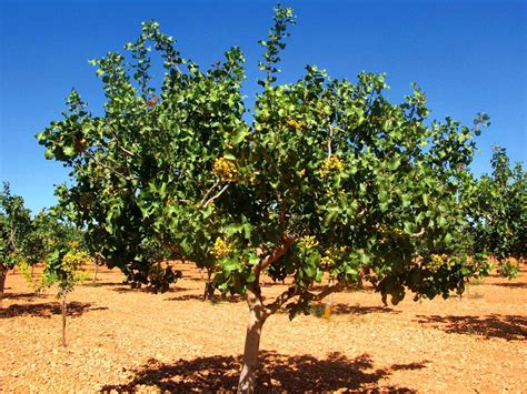 Pistacia vera - El Árbol de los Pistachos - Garden Catalunya Plants (Sant Vicenç dels Horts ...