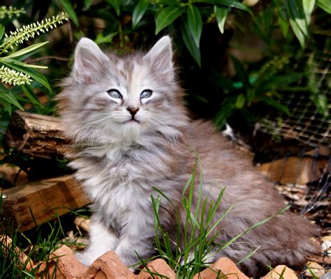 The Adventures of Norskwood Norwegian Forest Cats!: New Kitten Photos...